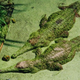Illustration for article titled Sunday Crocodilian - Crocodylus johnstoni Edition